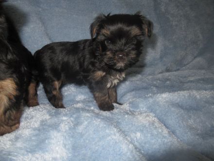 Yorkshire Terier, Black and tan und Merle Welpen