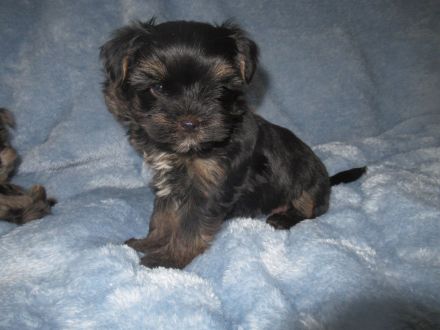 Yorkshire Terier, Black and tan und Merle Welpen
