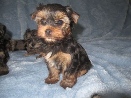 Yorkshire Terier, Black and tan und Merle Welpen