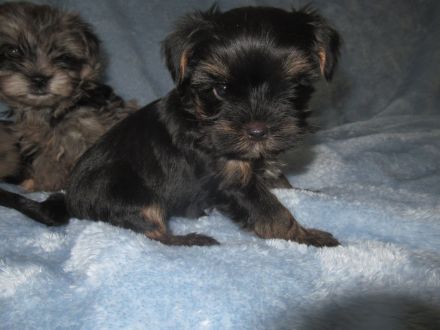 Yorkshire Terier, Black and tan und Merle Welpen