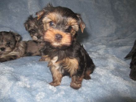 Yorkshire Terier, Black and tan und Merle Welpen