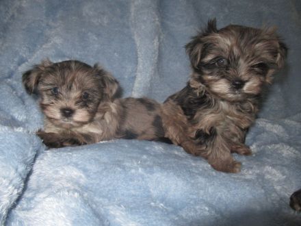 Yorkshire Terier, Black and tan und Merle Welpen