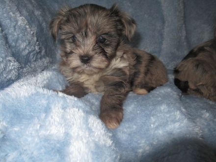 Yorkshire Terier, Black and tan und Merle Welpen