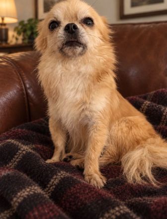Liebevolle Langhaar-Chihuahua-Hündin Lulu sucht ein neues Zuhause