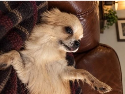 Liebevolle Langhaar-Chihuahua-Hündin Lulu sucht ein neues Zuhause