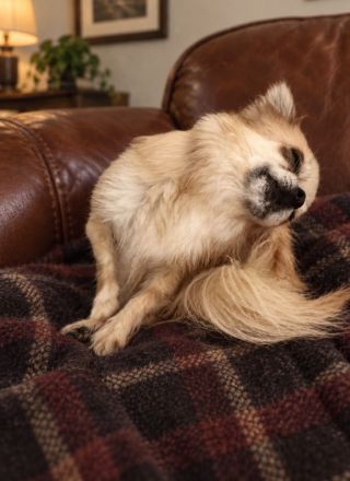 Liebevolle Langhaar-Chihuahua-Hündin Lulu sucht ein neues Zuhause