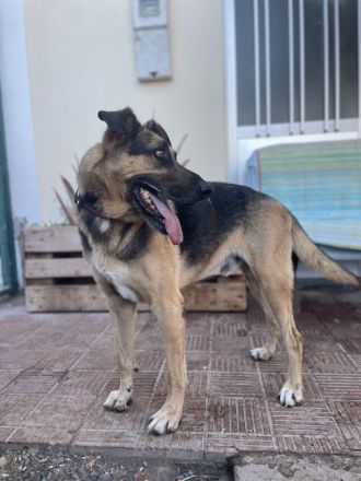 Guapo