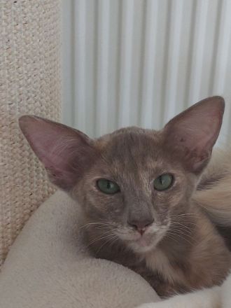 OLH lilac tortie 9 Monate