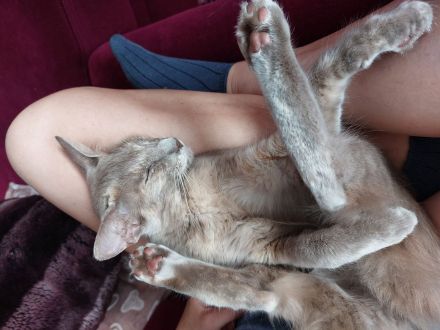 OLH lilac tortie 9 Monate