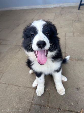Border Collie Welpen