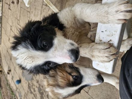 Border Collie Welpen
