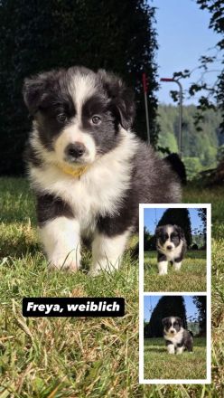 Border Collie Welpen