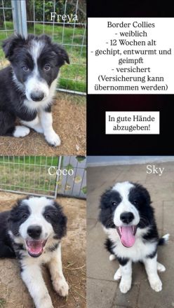 Border Collie Welpen