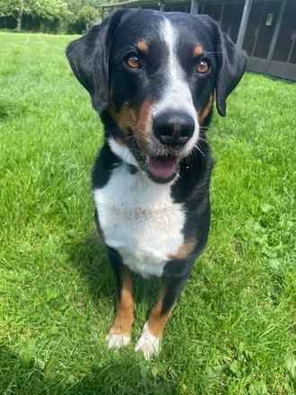 Luc, Appenzeller Sennenhund, geb. 2019, sucht hundeerfahrene Menschen