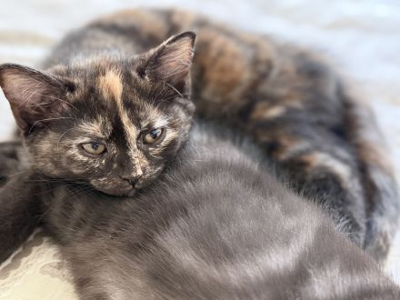 3 süße BKH Kitten Mädchen – 12 Wochen – suchen ein liebevolles Zuhause