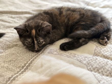 3 süße BKH Kitten Mädchen – 12 Wochen – suchen ein liebevolles Zuhause