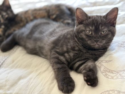 3 süße BKH Kitten Mädchen – 12 Wochen – suchen ein liebevolles Zuhause