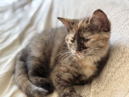 3 süße BKH Kitten Mädchen – 12 Wochen – suchen ein liebevolles Zuhause