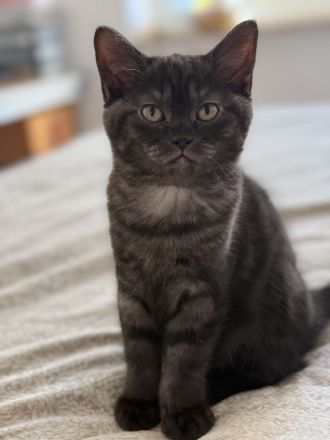 3 süße BKH Kitten Mädchen – 12 Wochen – suchen ein liebevolles Zuhause