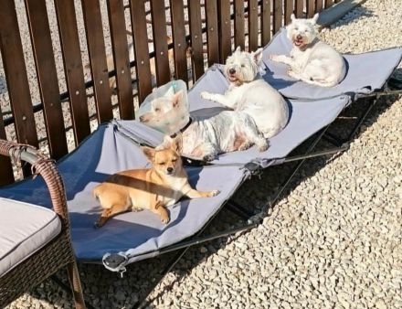 Xani - ist eine tolle Familienhündin
