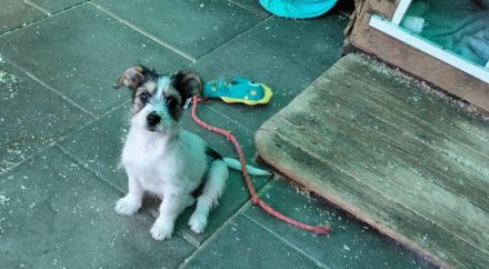 Coco und Piri - werden getrennt vermittelt und sind zuckersüss