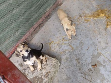 Penny und Seppi - werden getrennt vermittelt