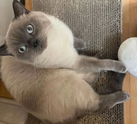 1 süßer BKH Katerchen