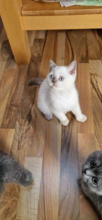 1 süßer BKH Katerchen