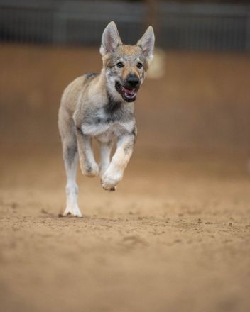 Tschechoslowakischer Wolfshund,FCI/VDH,Welpe