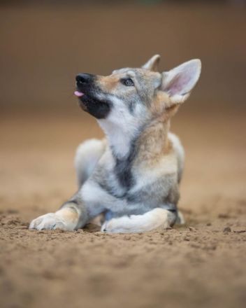 Tschechoslowakischer Wolfshund,FCI/VDH,Welpe