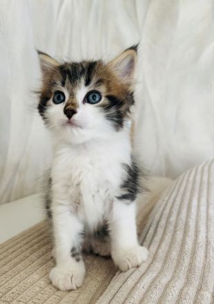 Sibirische Katze / Kater sucht ein Zuhause