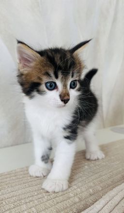 Sibirische Katze / Kater sucht ein Zuhause