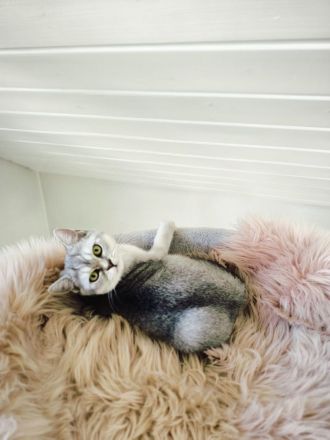 Zwei liebe Kater suchen ein neues Zuhause