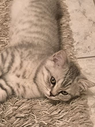 Zwei liebe Kater suchen ein neues Zuhause