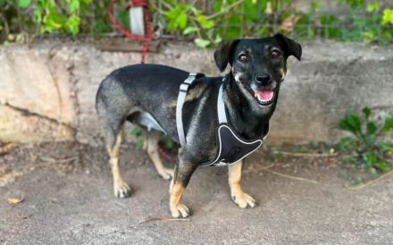 Freundliches und bescheidenes Hundemädchen Tosti
