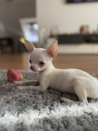 Bezaubernder Chihuahua-Rüde (geb. 20.05.2026) sucht liebevolles Zuhause auf Lebenszeit 🐾