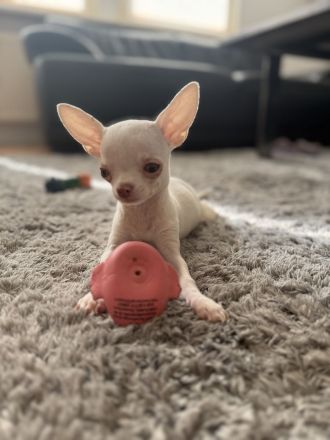 Bezaubernder Chihuahua-Rüde (geb. 20.05.2026) sucht liebevolles Zuhause auf Lebenszeit 🐾