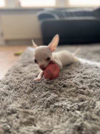 Bezaubernder Chihuahua-Rüde (geb. 20.05.2026) sucht liebevolles Zuhause auf Lebenszeit 🐾
