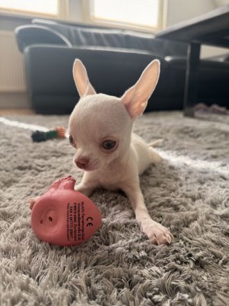 Bezaubernder Chihuahua-Rüde (geb. 20.05.2026) sucht liebevolles Zuhause auf Lebenszeit 🐾