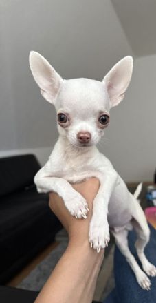 Bezaubernder Chihuahua-Rüde (geb. 20.05.2026) sucht liebevolles Zuhause auf Lebenszeit 🐾