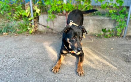 Lebensfroher Onni sucht liebevolles Zuhause