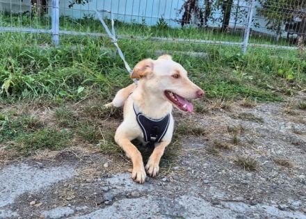 Freundliche, ruhige Ellie sucht liebevolle Menschen