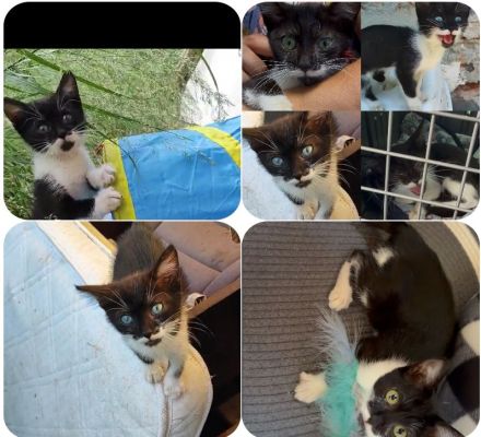 Tzizi ist ein sehr aufgeschlossenes, verschmustes und gesprächiges Kitten