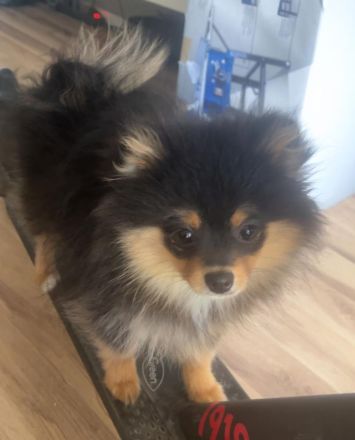 Liebevolle reinrassige Pomeranian-Hündin sucht ihr Für-immer-Zuhause 🐾❤️