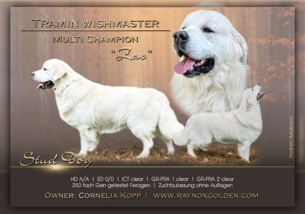 Wir haben wunderschöne Golden Retriever Welpen!