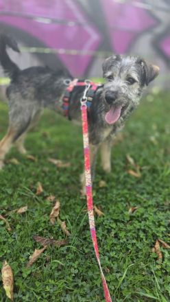 ❤️ AMI – SUCHT IHRE FAMILIE! ❤️
