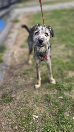❤️ AMI – SUCHT IHRE FAMILIE! ❤️