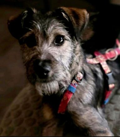 ❤️ AMI – SUCHT IHRE FAMILIE! ❤️