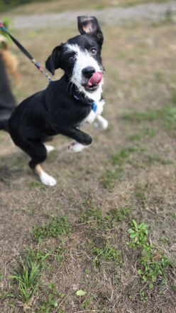 ❤️ KORA – KLEINE TRICOLOR-SCHÖNHEIT SUCHT IHRE FAMILIE! ❤️