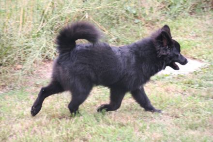 Bezaubernder Großspitz-Bub, 5 Monate